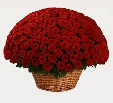 Премиум букет из: Розы #REPLACE_PRED# Незлобной